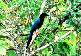 Belize Blue Jay – Best Places In The World To Retire – International Living